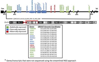 A Streamlined Approach to Prader-Willi and Angelman Syndrome Molecular Diagnostics